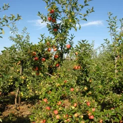 Malus Domestica 'Gala'