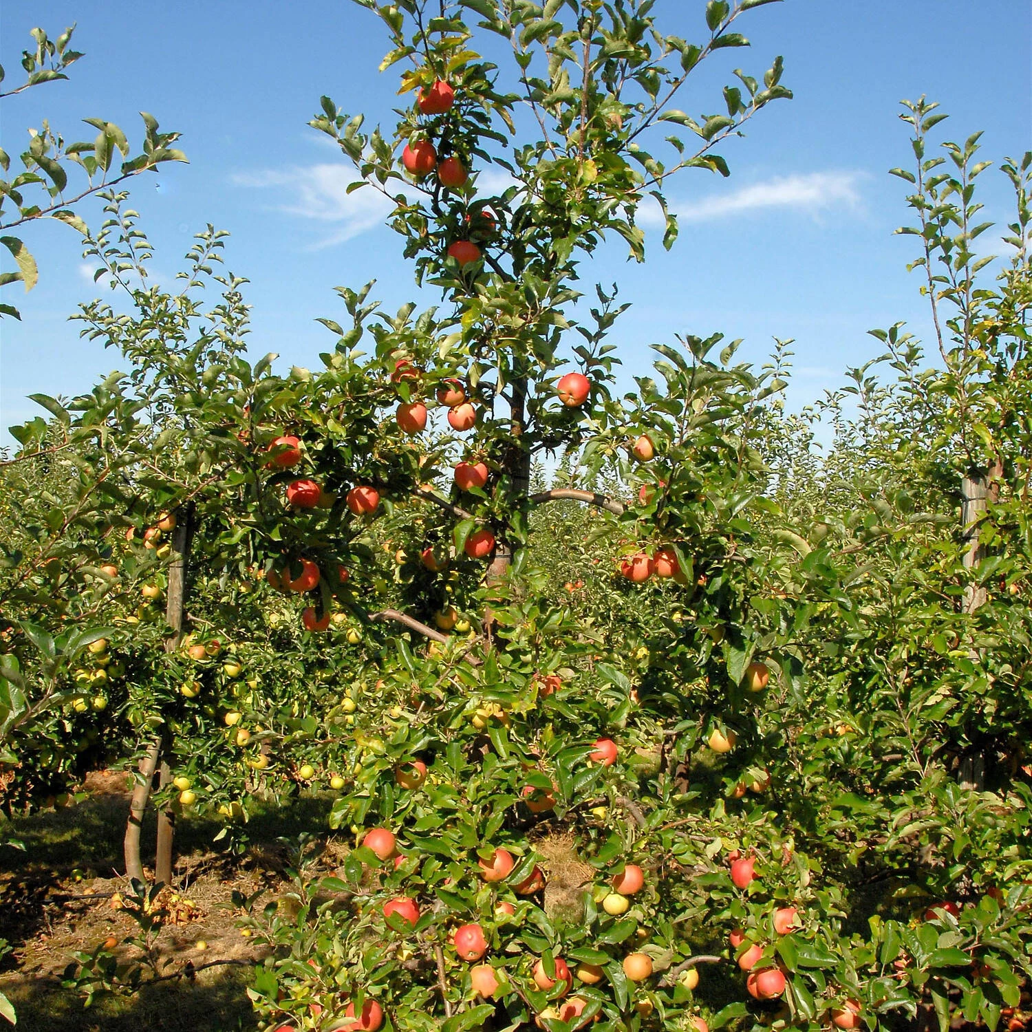 Malus Domestica 'Gala'