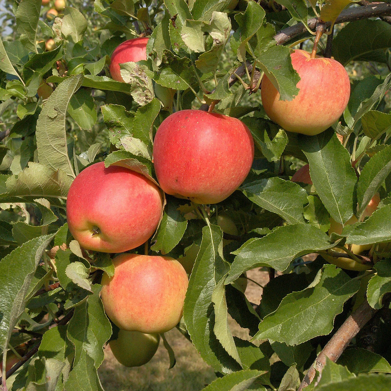 Malus Domestica 'Gala' – Bild 2