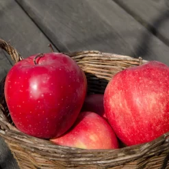 Malus Domestica 'Gloster'