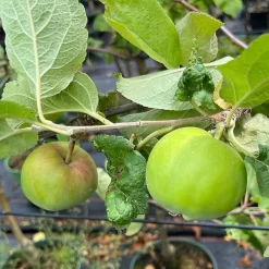 Malus Domestica 'Gravensteiner'