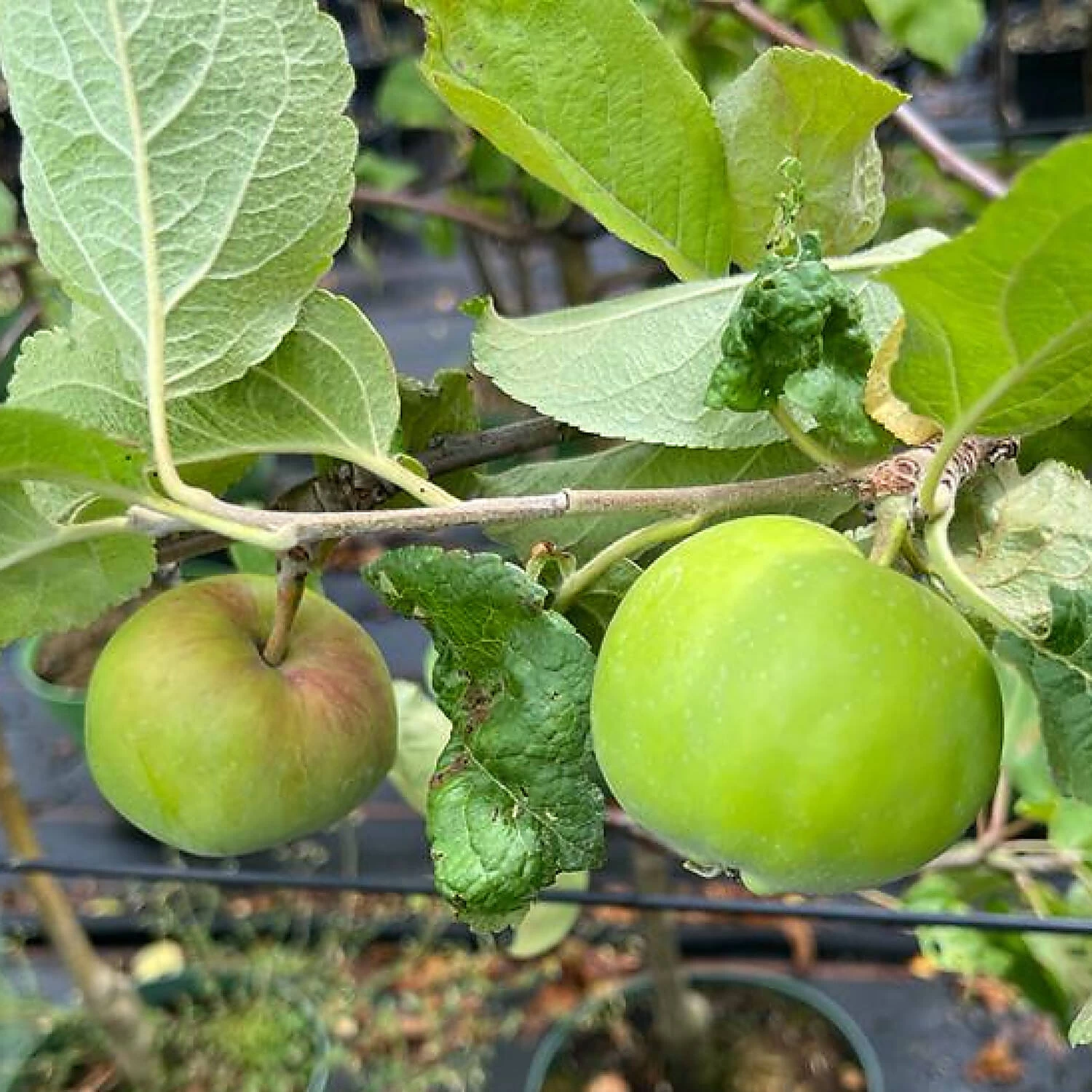 Malus Domestica 'Gravensteiner'