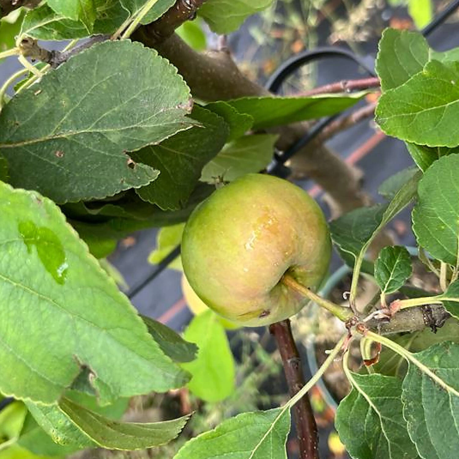 Malus Domestica 'Jamba'