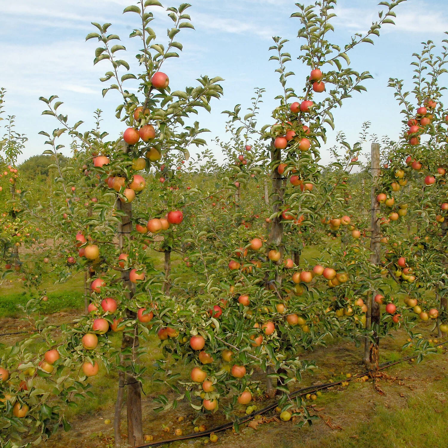 Malus Domestica 'Jonagold' – Bild 2