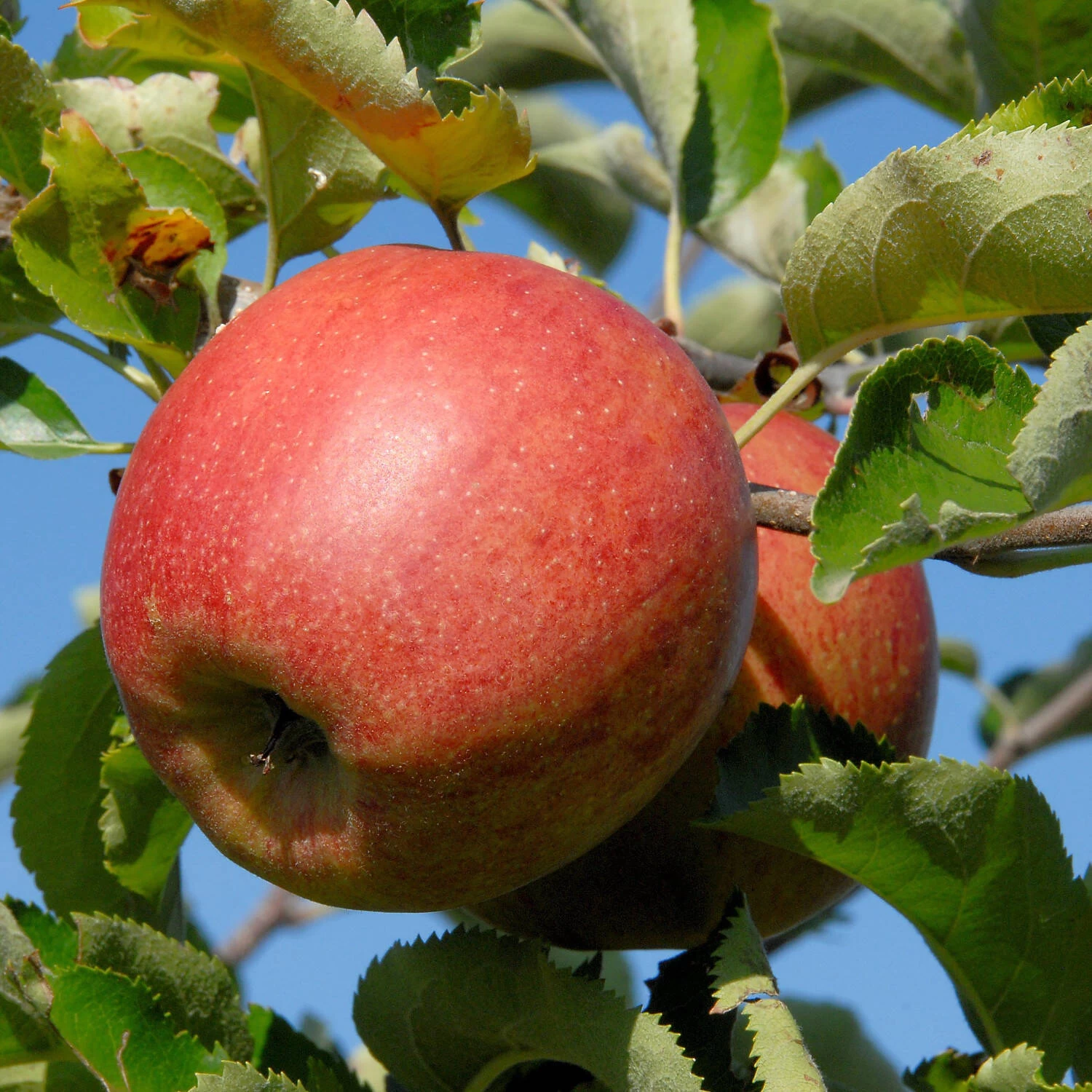Malus Domestica 'Jonagored' – Bild 2