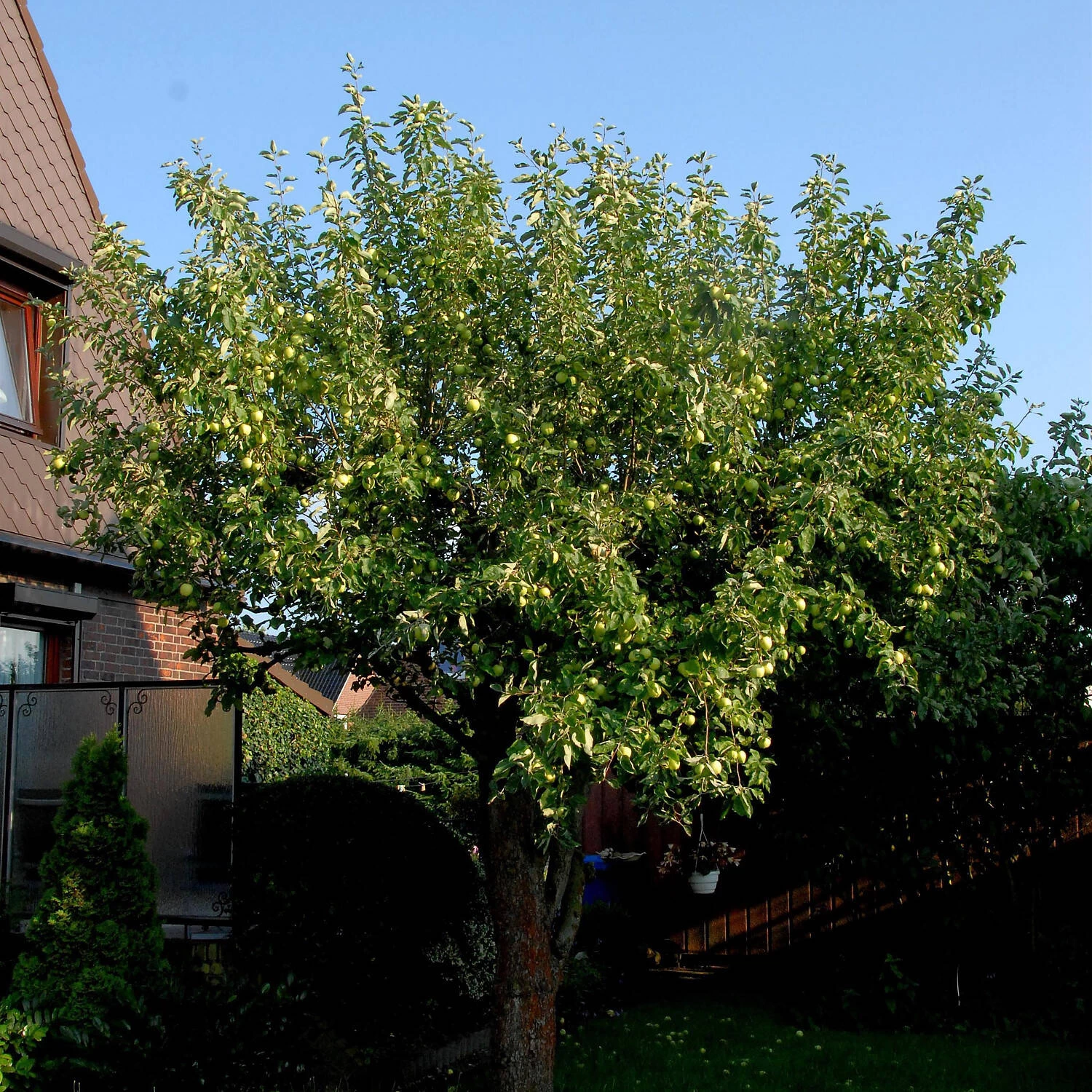 Malus Domestica 'Klarapfel'