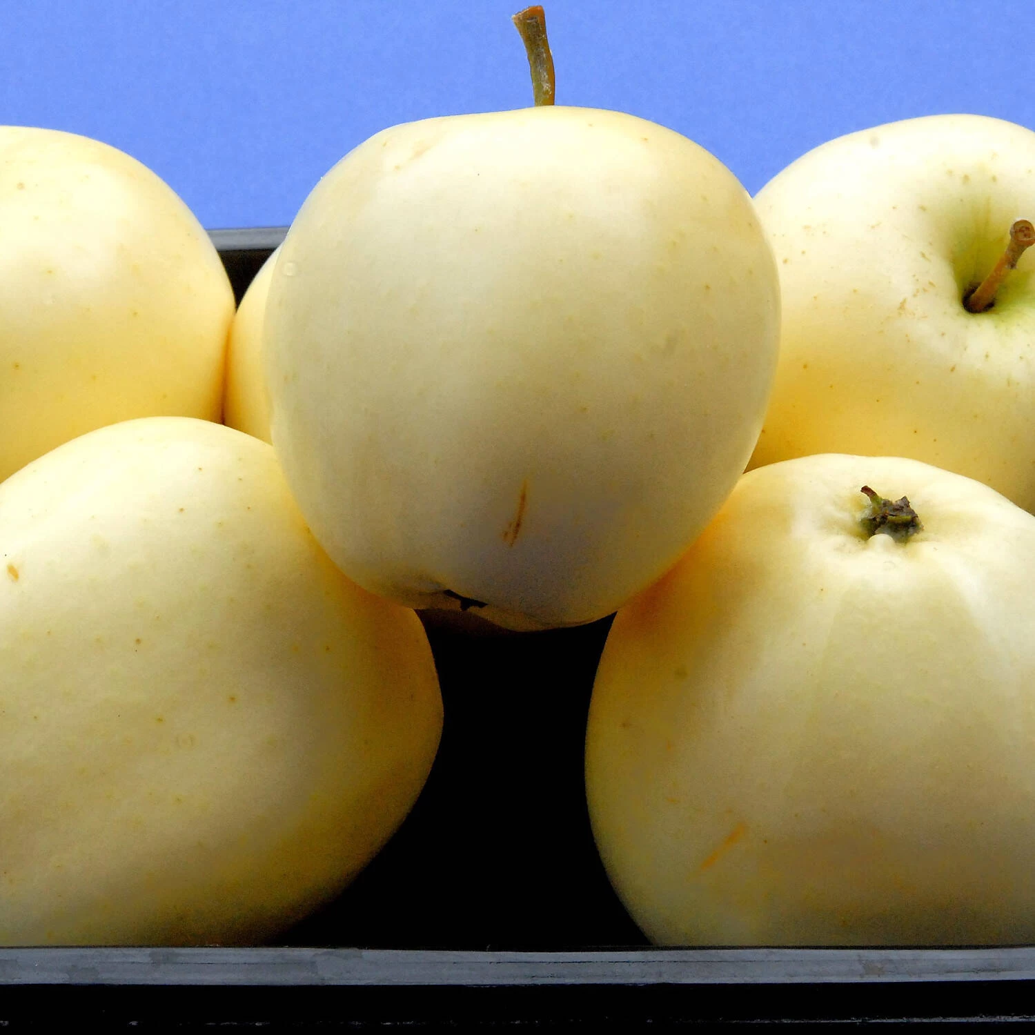 Malus Domestica 'Klarapfel' – Bild 2