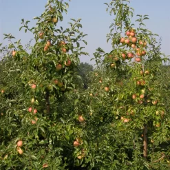 Malus Domestica 'Pinova'