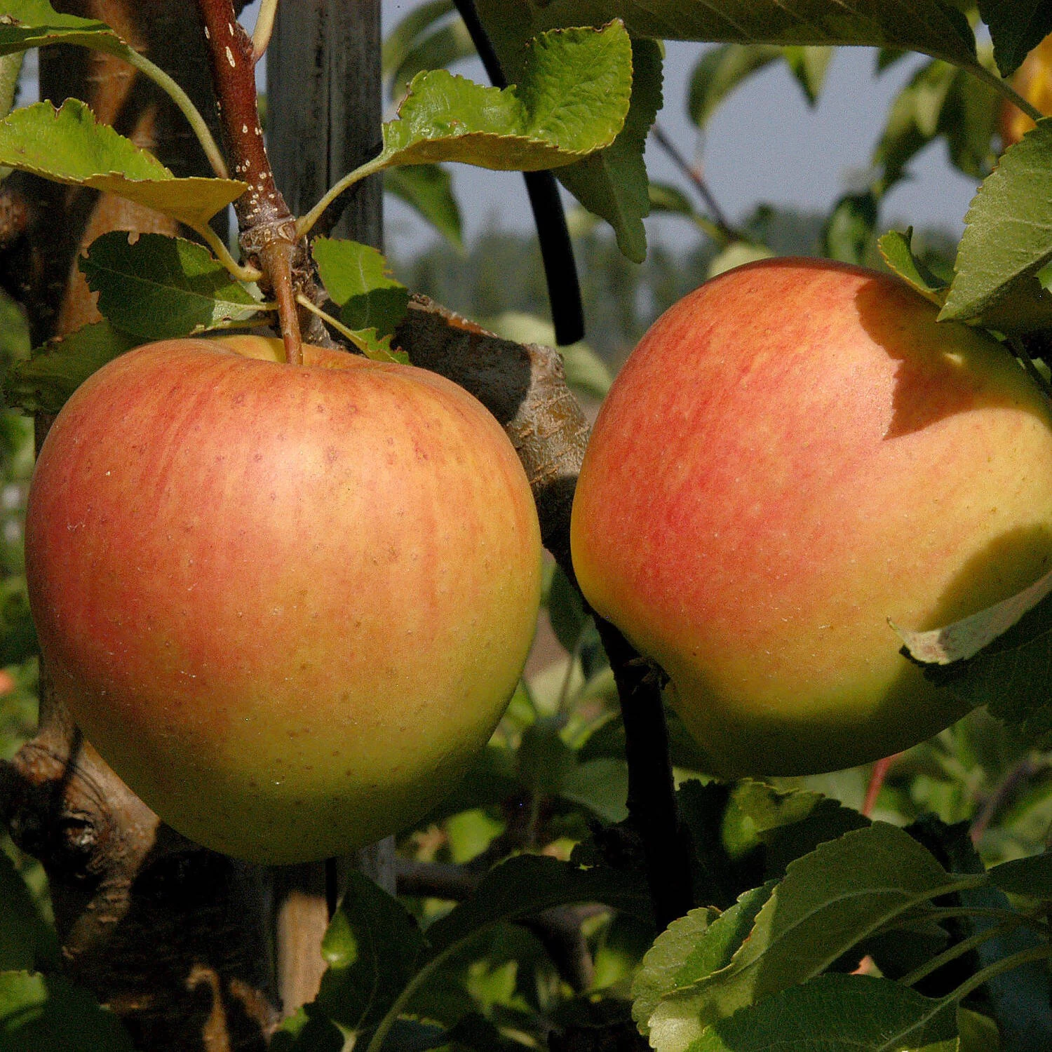 Malus Domestica 'Pinova' – Bild 2