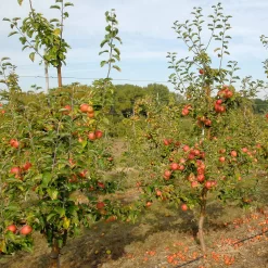 Malus Domestica 'Roter Berlepsch'
