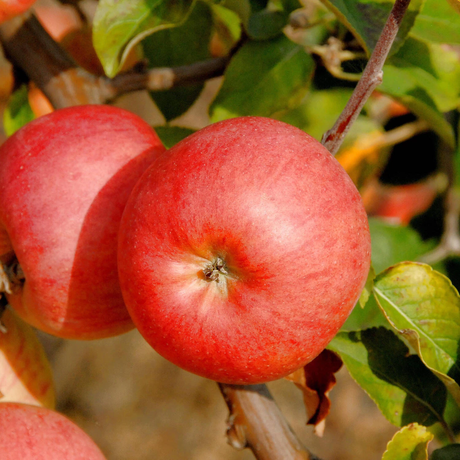 Malus Domestica 'Roter Berlepsch' – Bild 2