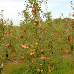 Malus Domestica 'Topaz'
