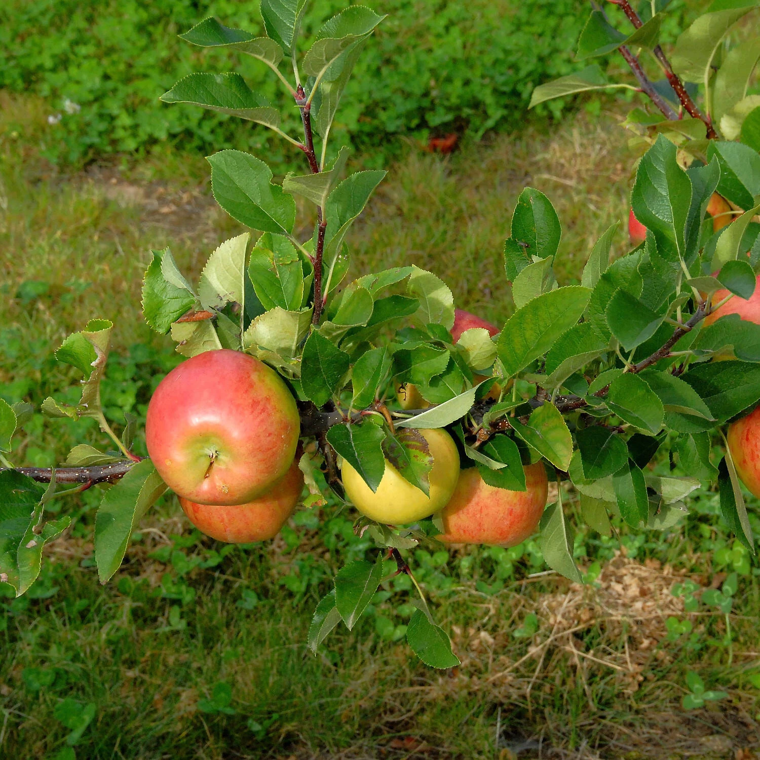 Malus Domestica 'Topaz' – Bild 2