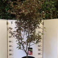 Malus Hybride 'Coccinella'