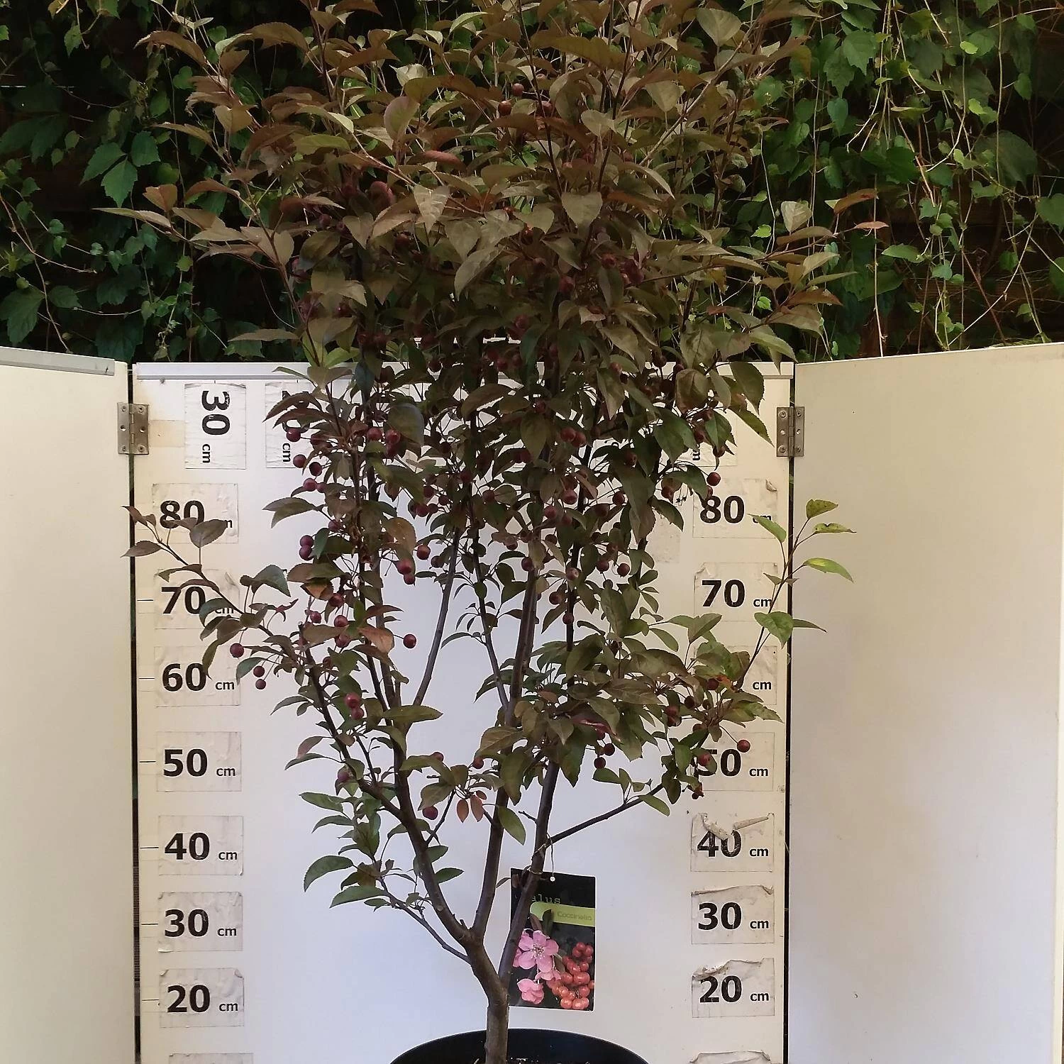 Malus Hybride 'Coccinella'