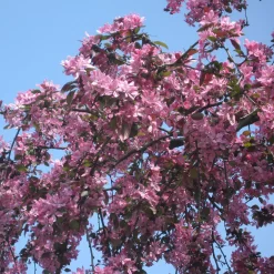 Malus Hybride 'Eleyi'
