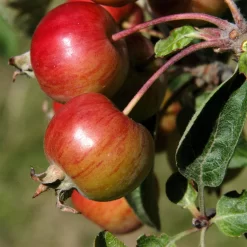 Malus Hybride 'Evereste'