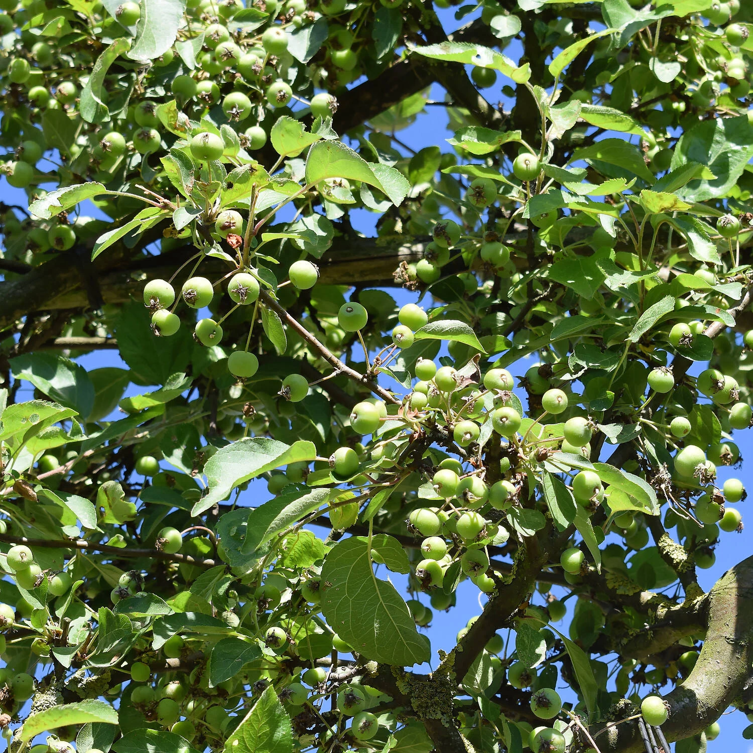 Malus Hybride 'Evereste' – Bild 2