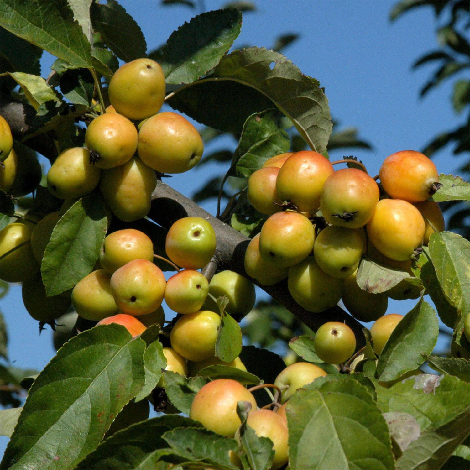 Malus Hybride 'Golden Hornet'