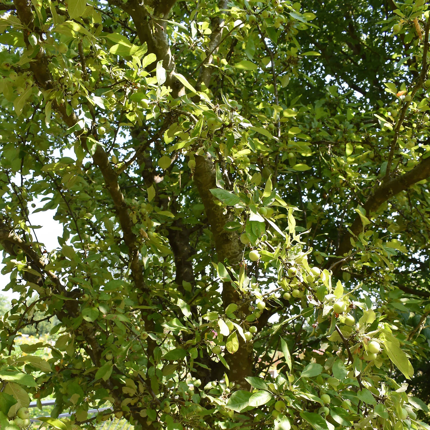 Malus Hybride 'Golden Hornet' – Bild 2