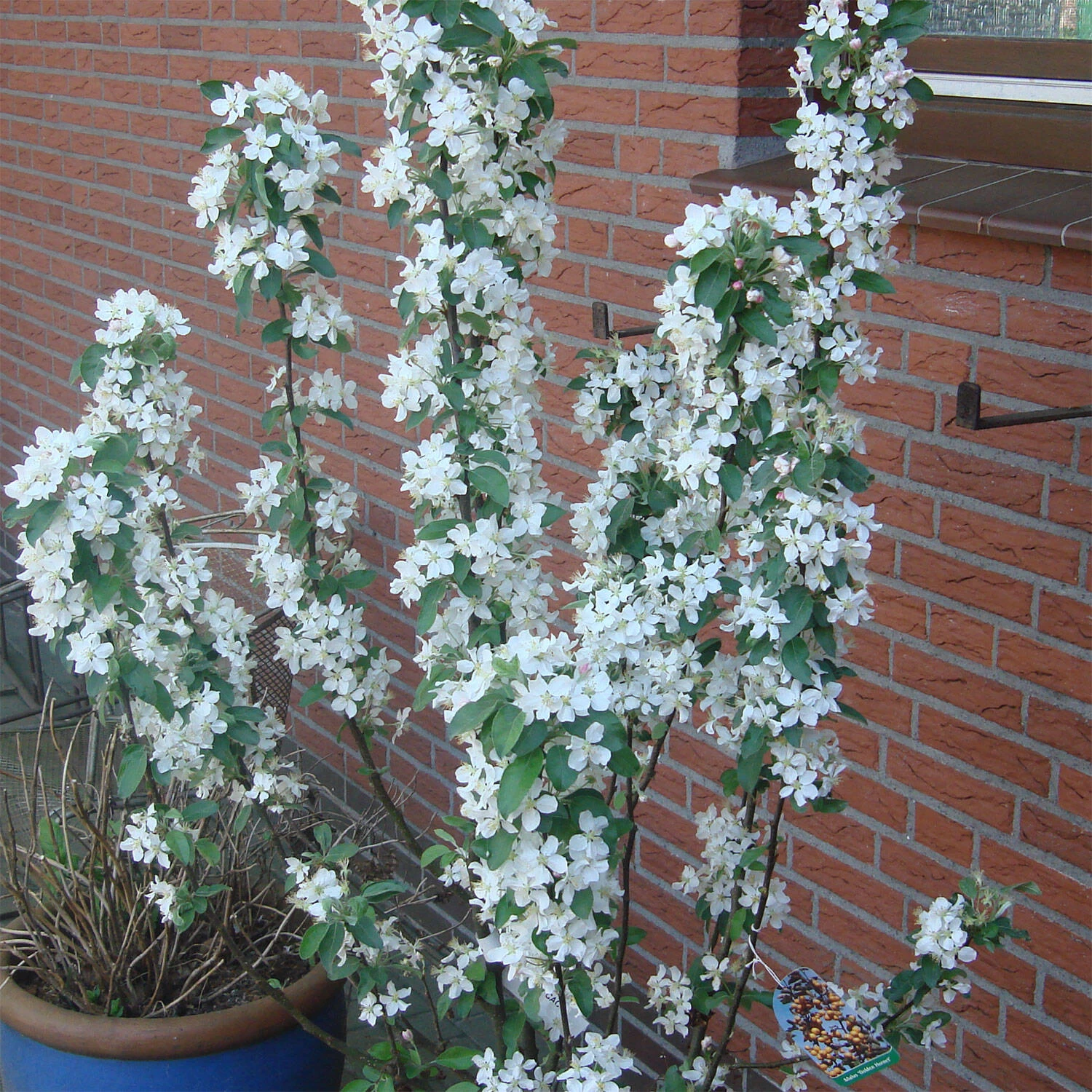 Malus Hybride 'Golden Hornet' – Bild 3