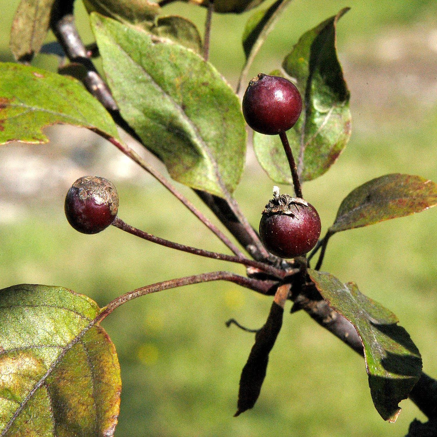 Malus Hybride 'Profusion' – Bild 2