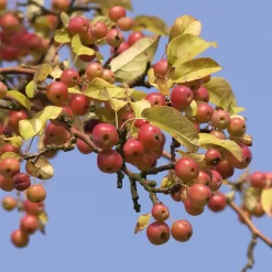 Malus Hybride 'Red Sentinel'