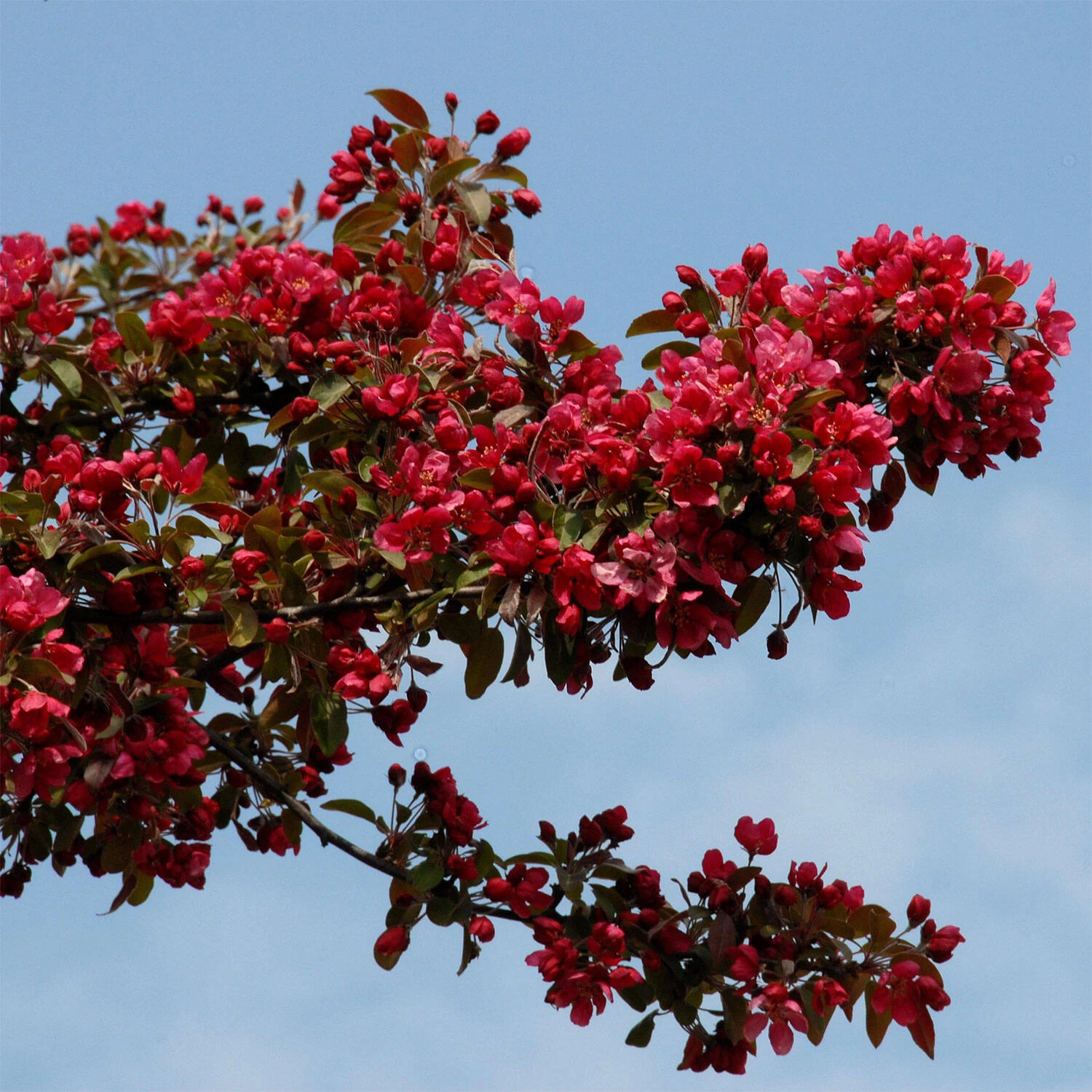 Malus Hybride 'Royalty'