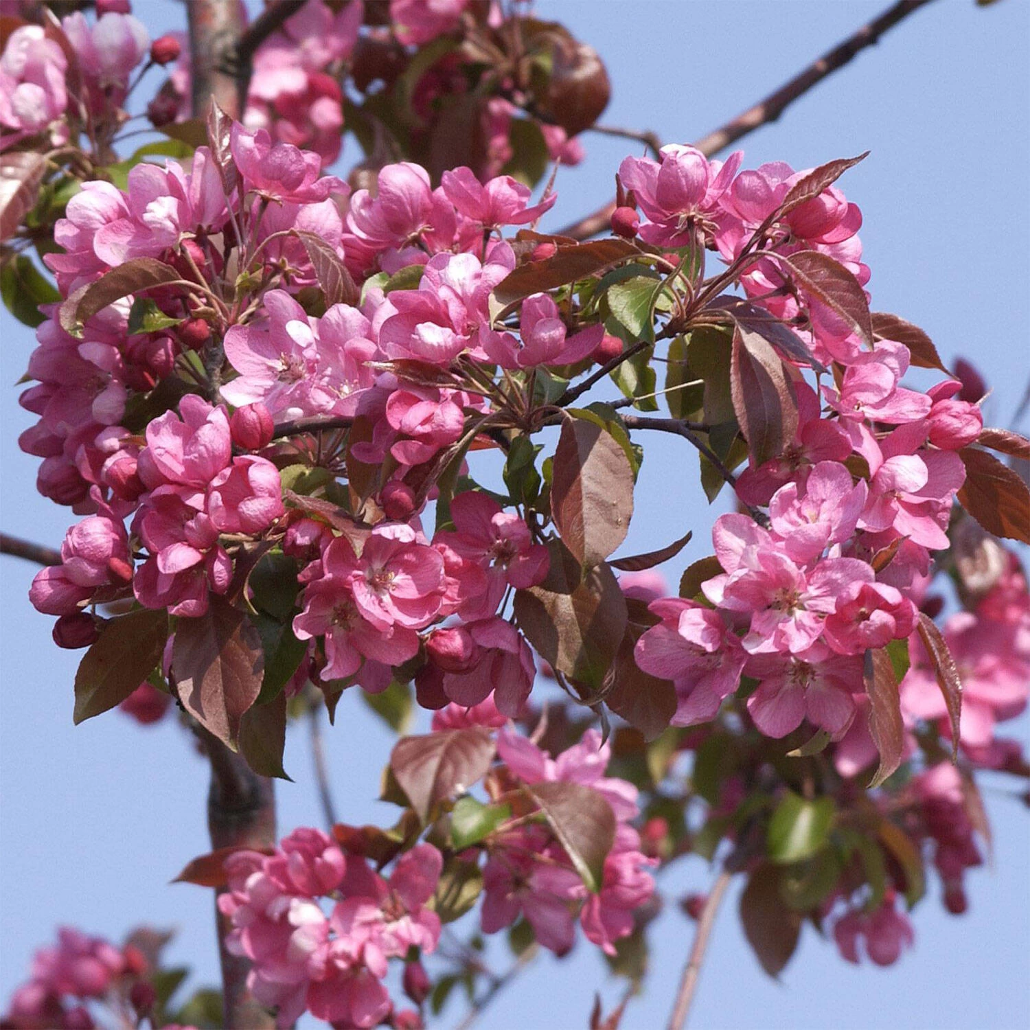 Malus Hybride 'Rudolph'