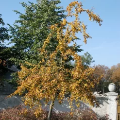 Malus Hybride 'Wintergold'