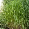 Miscanthus Sinensis 'Augustfeder'