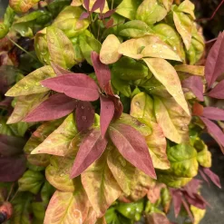 Nandina Domestica 'Blush Pink'