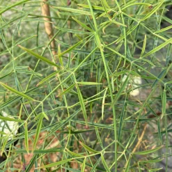 Nandina Domestica 'Filamentosa'