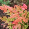 Nandina Domestica 'Flirt'
