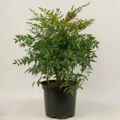 Nandina Domestica 'Gulf Stream'