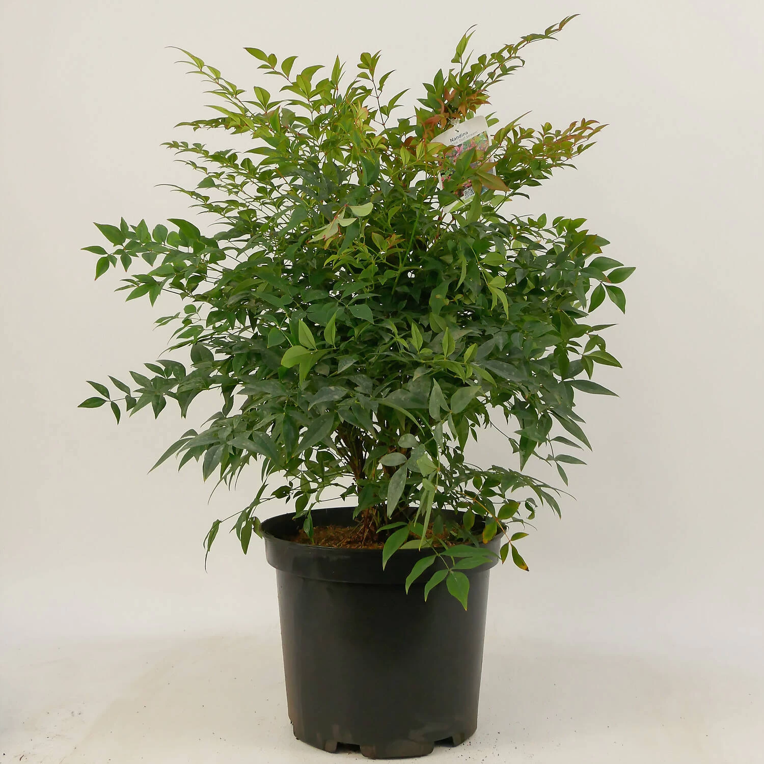 Nandina Domestica 'Gulf Stream'