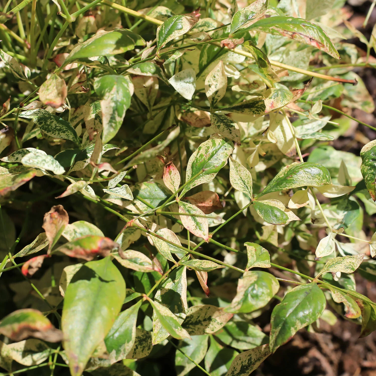 Nandina Domestica 'Twilight'