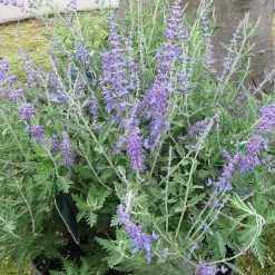 Perovskia Atriplicifolia 'Blue Spire' (Salvia Yangii)
