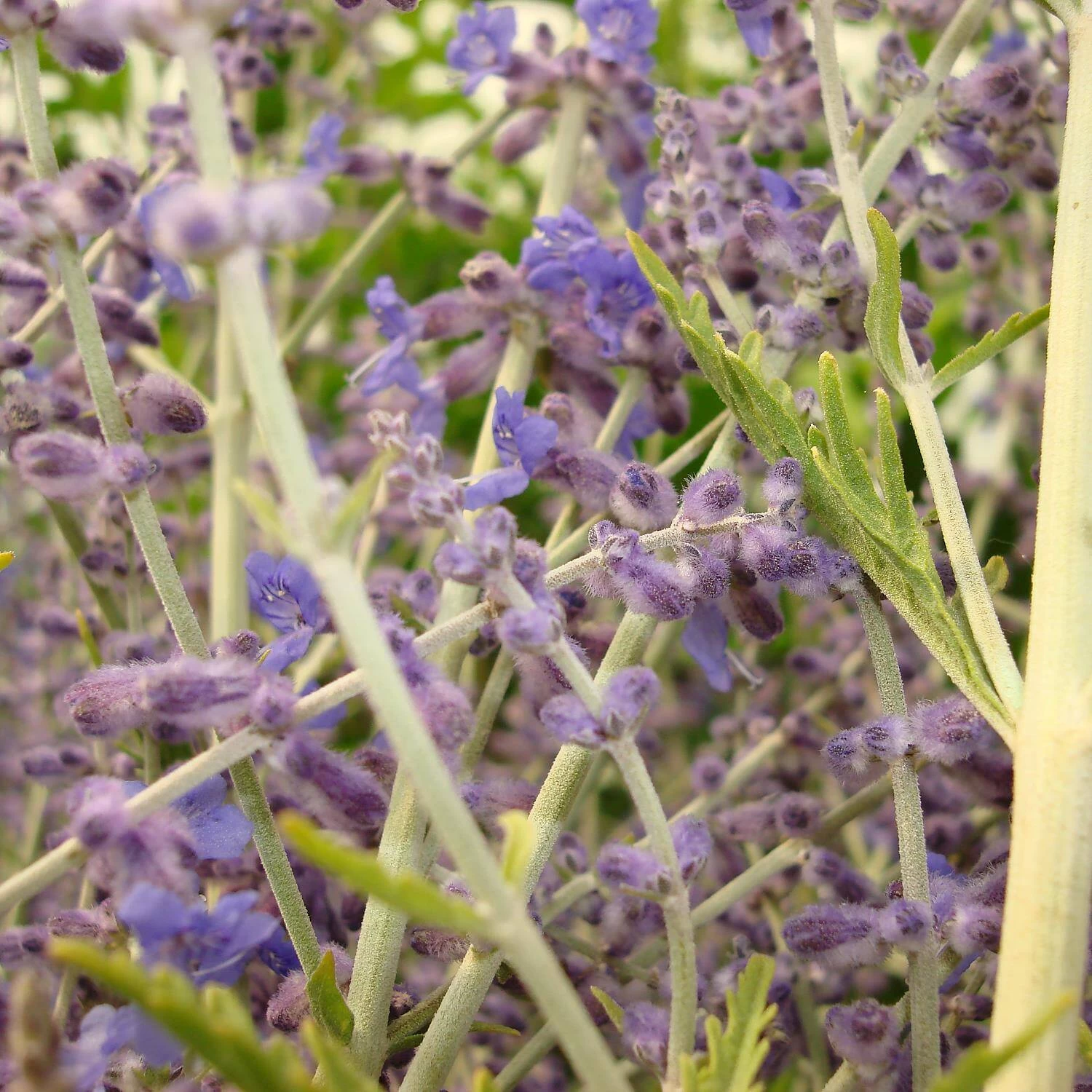 Perovskia Atriplicifolia 'Blue Spire' (Salvia Yangii) – Bild 2
