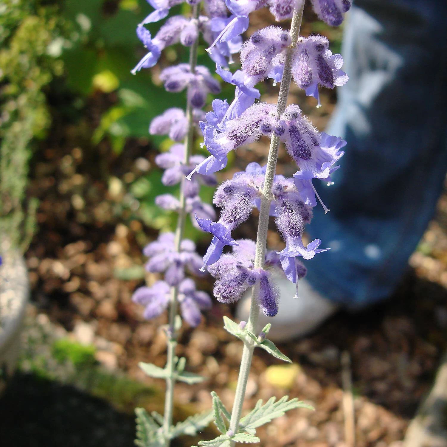 Perovskia Atriplicifolia 'Blue Spire' (Salvia Yangii) – Bild 3