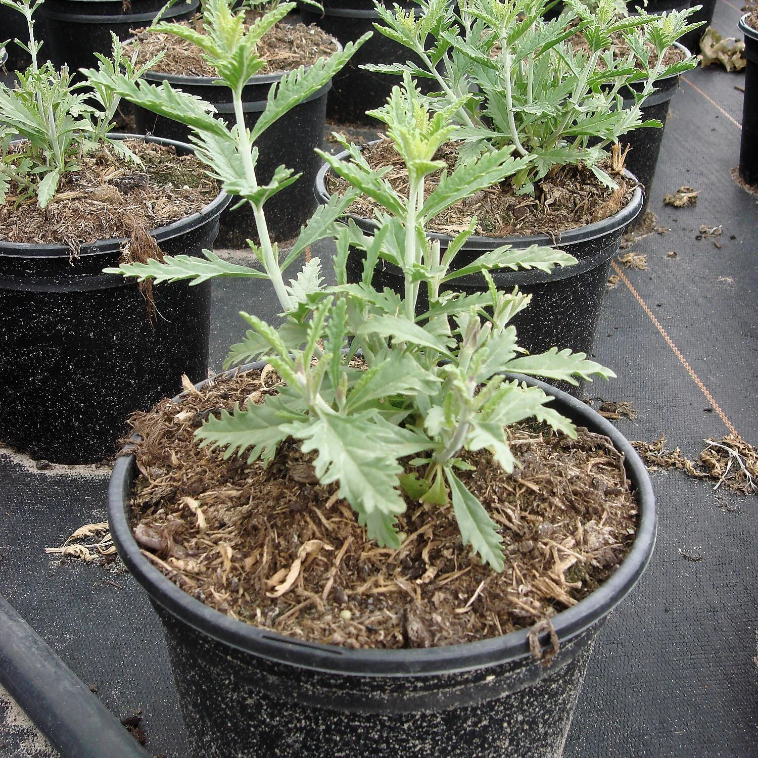 Perovskia Atriplicifolia 'Blue Spire' (Salvia Yangii) – Bild 4