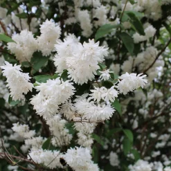 Philadelphus 'Schneesturm'