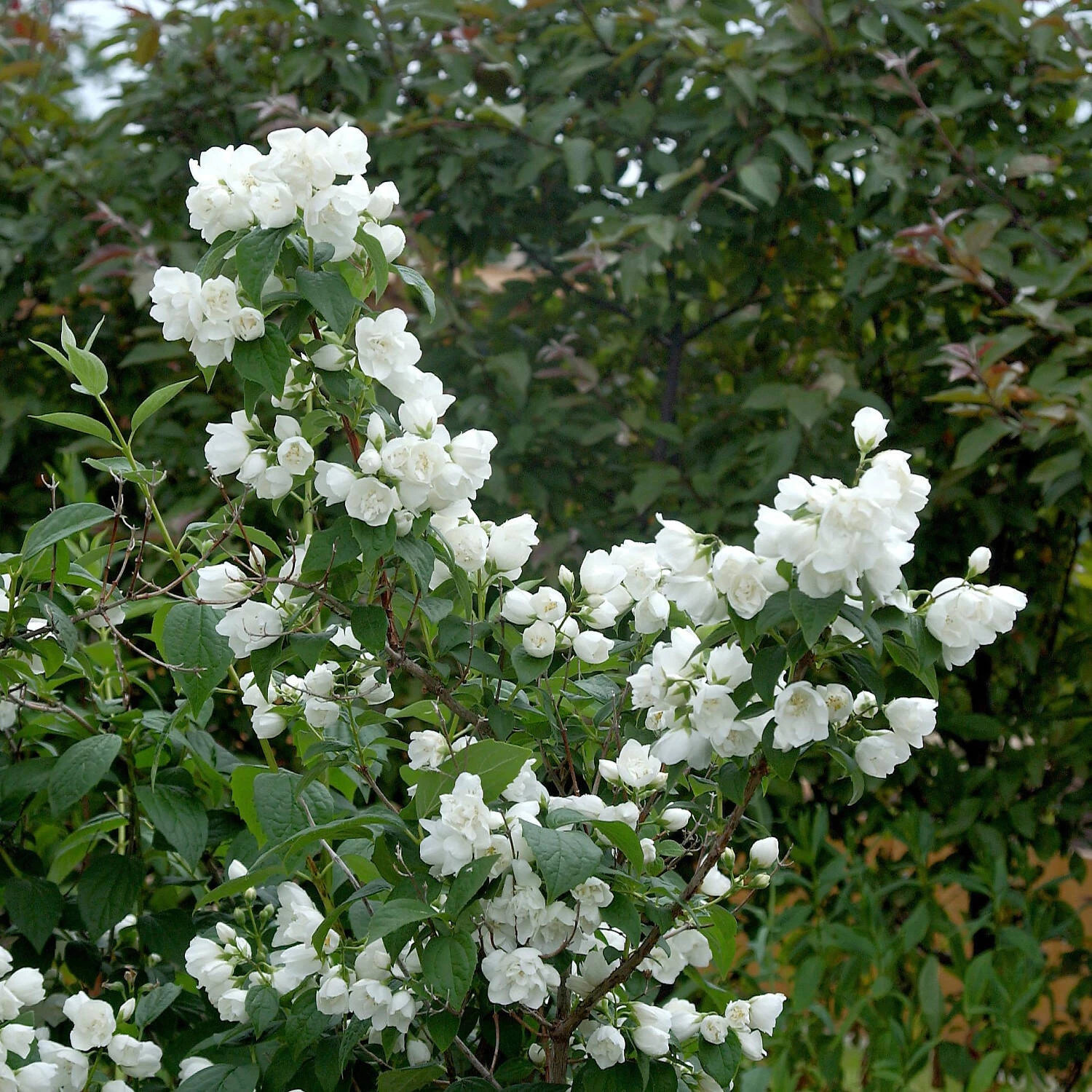 Philadelphus 'Schneesturm' – Bild 2