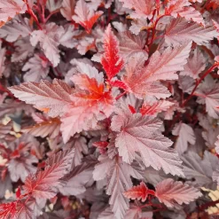 Physocarpus Opulifolius 'All Black'