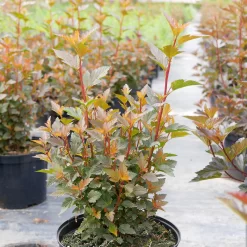 Physocarpus Opulifolius 'Magical Sweet Cherry Tea'