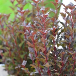 Physocarpus Opulifolius 'Tiny Wine' ®