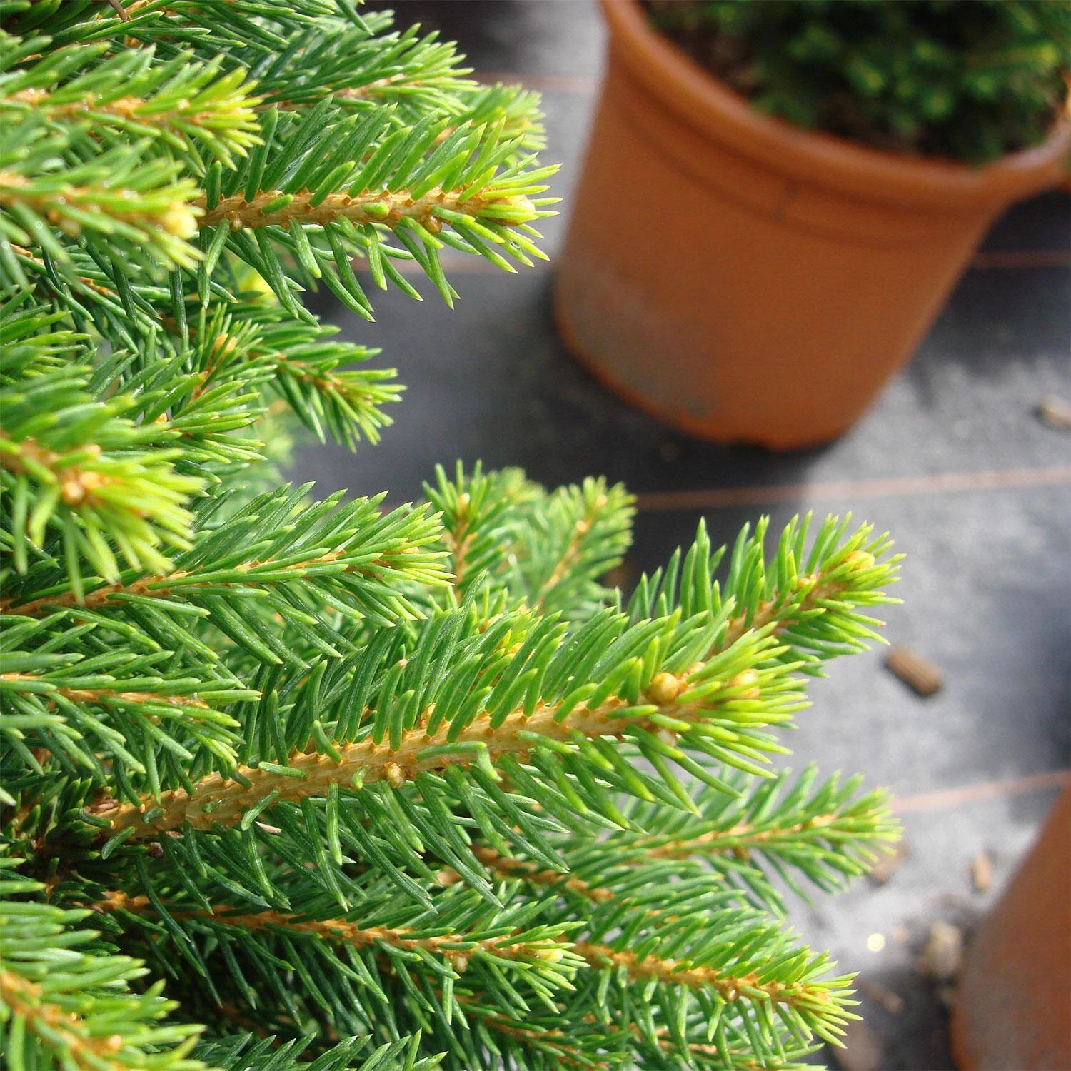 Picea Abies 'Will´s Zwerg' – Bild 3