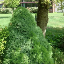 Picea Glauca 'Blue Wonder'®