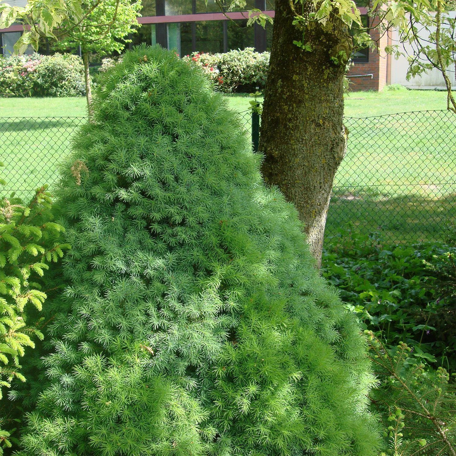Picea Glauca 'Blue Wonder'®