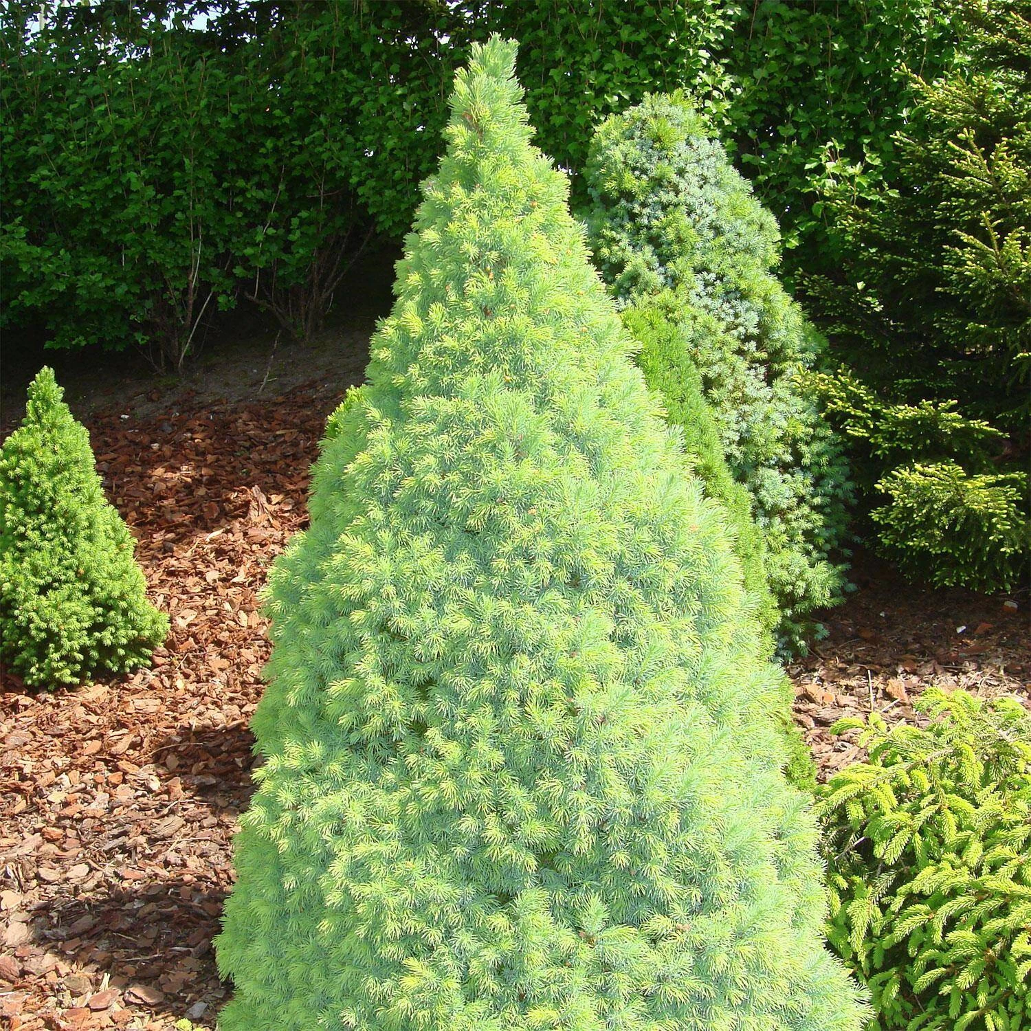 Picea Glauca 'Blue Wonder'® – Bild 2